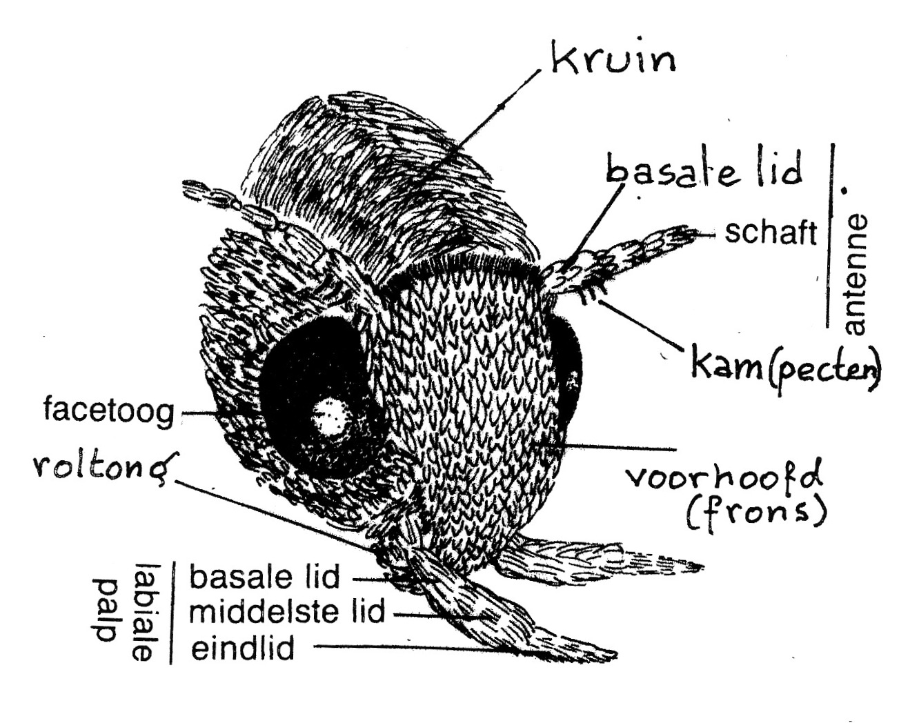 Kop van een Elachista-soort (Elachistidae) schuin van coren (naar Traugott-Olsen & Schmidt Nielsen 1977).